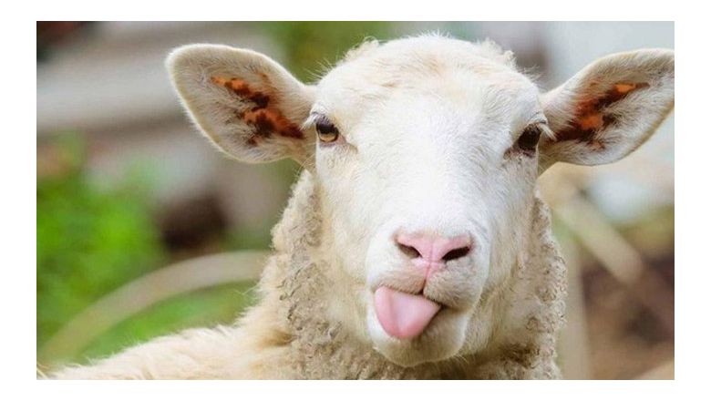 2023 Kurban Bayramı